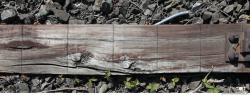 Photo Textures of Wood